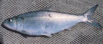 skipjack herring (Alosa chrysochloris)
